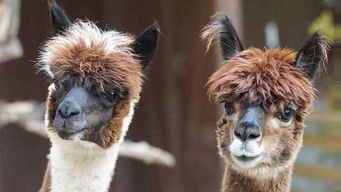 Alpaca Punch Against Cancer