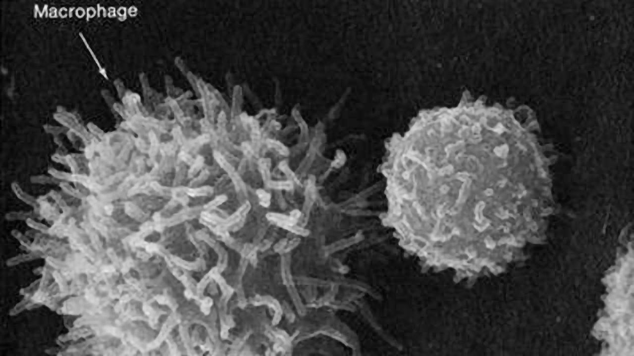 Immune Cells Help Older Muscles Heal Like New