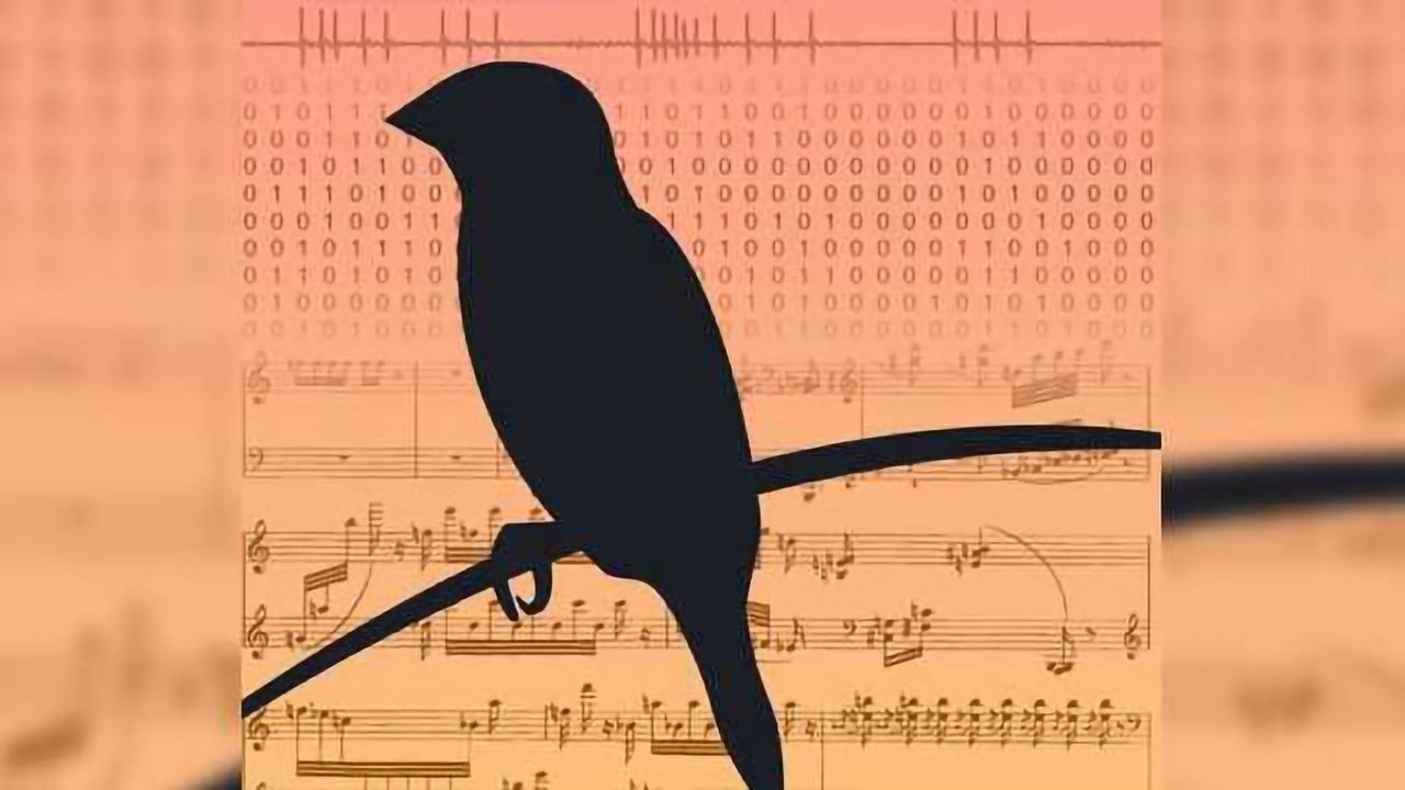 Songbird Data Yields New Theory for Learning Sensorimotor Skills