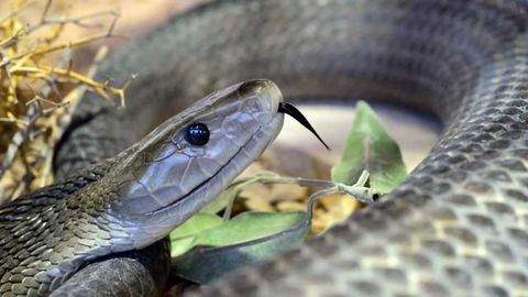 Scientists Develop Recombinant Human Antibody Panel Against Snake Venom