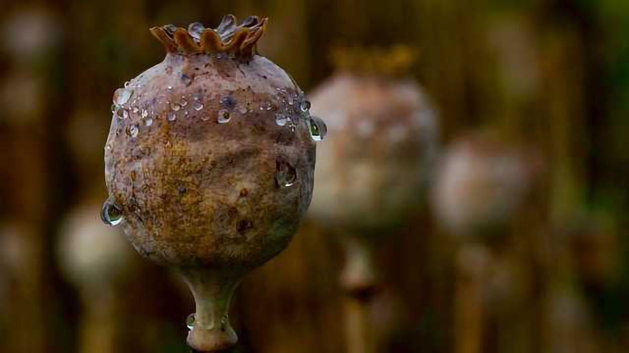 Opiates Identified in Ancient Jug