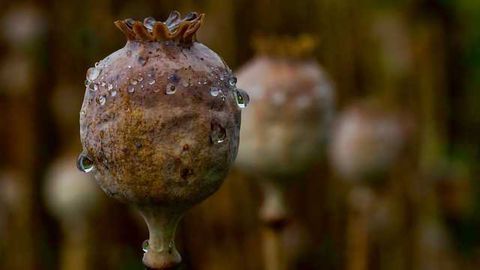 Opiates Identified in Ancient Jug