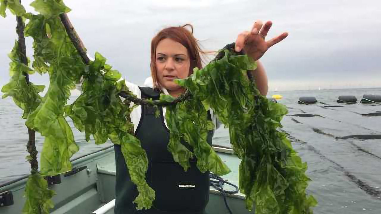 Decoding the 'Green Tide'
