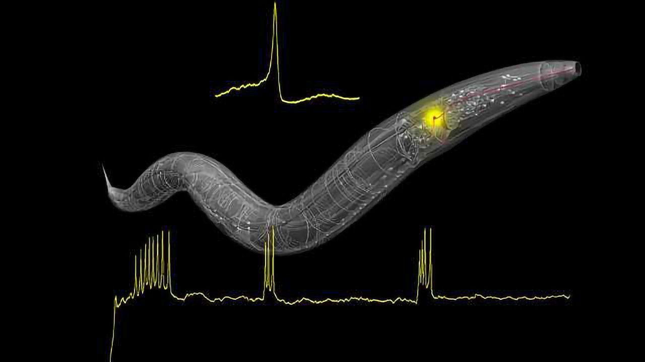 Worming Our Way Towards an Understanding of Brain Computation