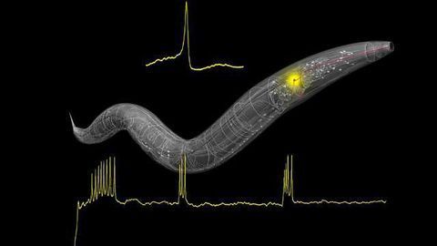 Worming Our Way Towards an Understanding of Brain Computation