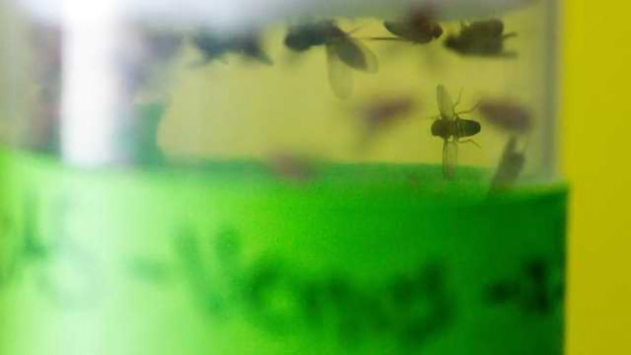 Fly Protein Has Protective Effect on Dopaminergic Neurons