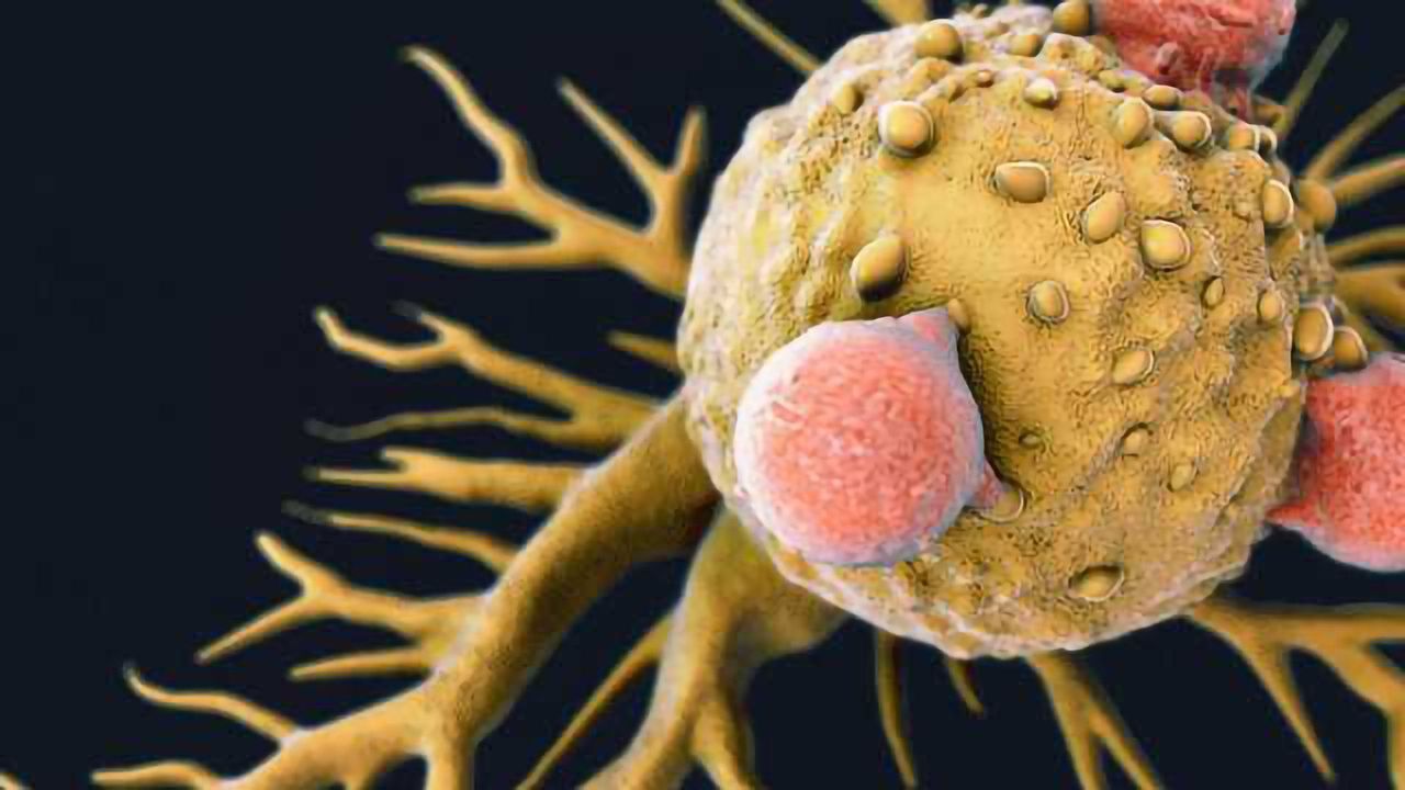 Tumors Shrunk by Synthetic Checkpoint Inhibitor Antibodies