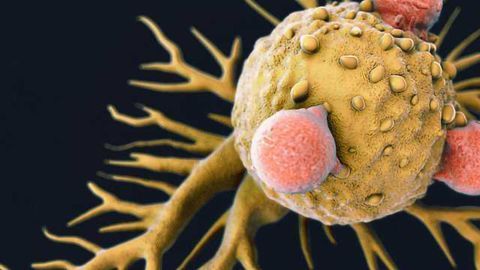 Tumors Shrunk by Synthetic Checkpoint Inhibitor Antibodies