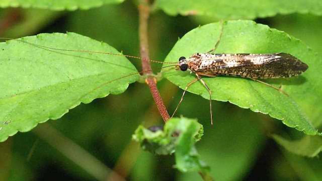 Japanese Insect Delicacy Genome Sequenced