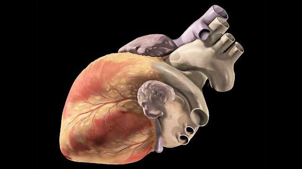 Single-Cell Analysis Reveals Stem Cell Journey in the Heart content piece image
