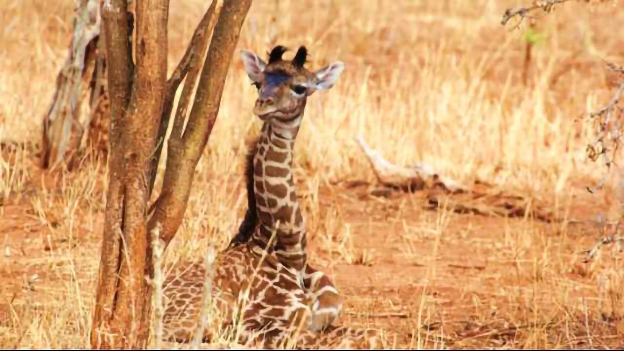 How Baby Giraffes Inherit Their Spots