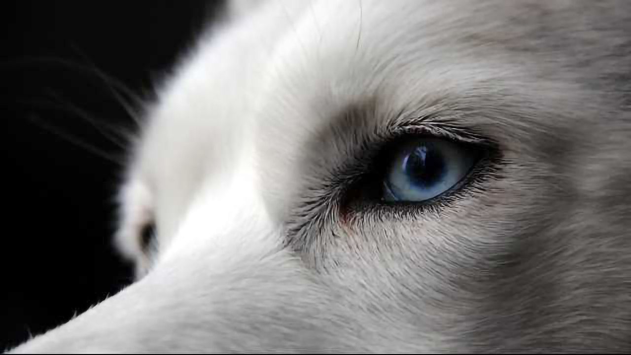 Why Huskies Have Blue Eyes