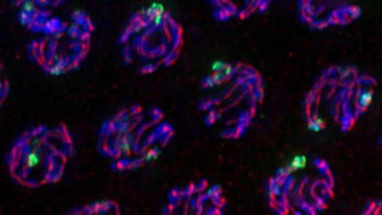 What Keeps Chromosomes in Check During Meiosis?