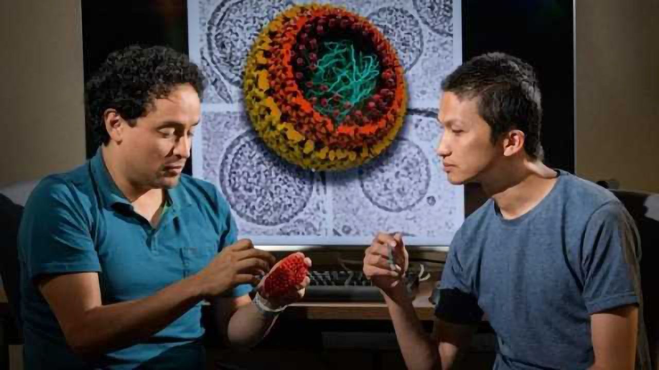 Models Aid HIV Structure Research