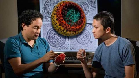Models Aid HIV Structure Research