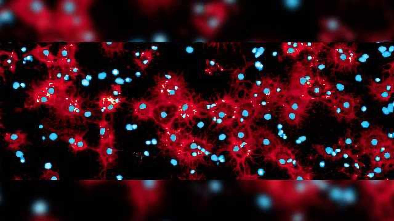 Brain Stem Cells Generated More Efficiently with New Method