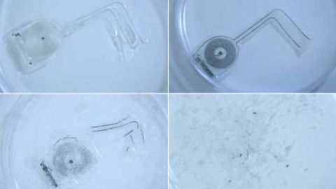 Implantable, Biodegradable Electrodes Speed Up Neural Regeneration