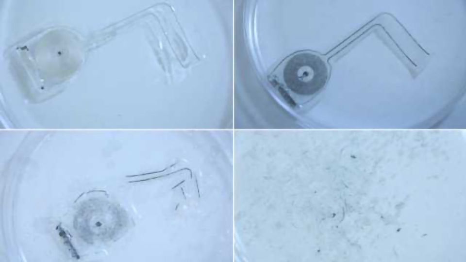 Implantable, Biodegradable Electrodes Speed Up Neural Regeneration content piece image