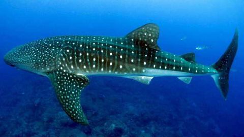 Why Sharks are Genomic "Living Fossils"