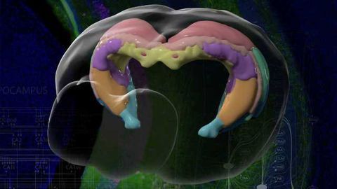 Scientists Map Brain Region Linked to Alzheimer’s and Other Diseases ...