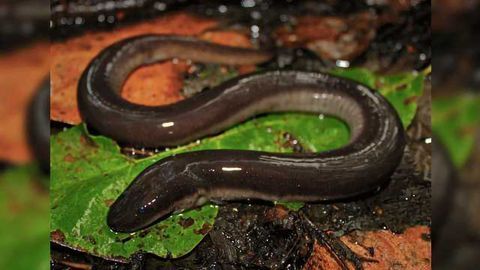 Amphibian Shows Unique Resistance to Global Disease