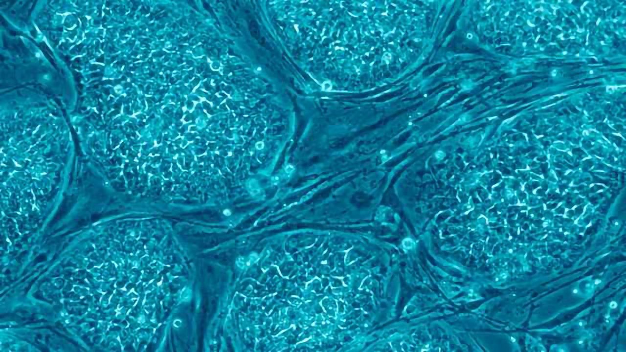 Spatiotemporal Self-patterning of Stem Cells Interrogated with CRISPR