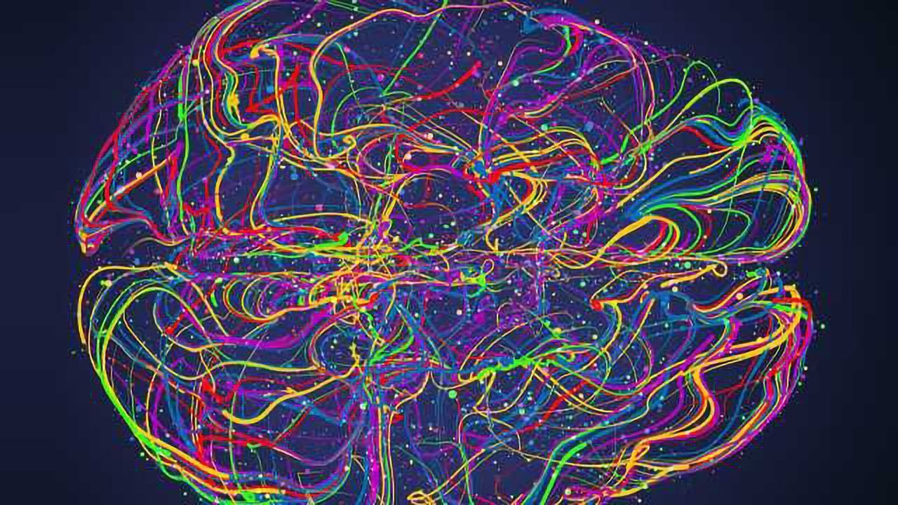 Unlocking the Secrets of Brain Organization -in the Fruit Fly