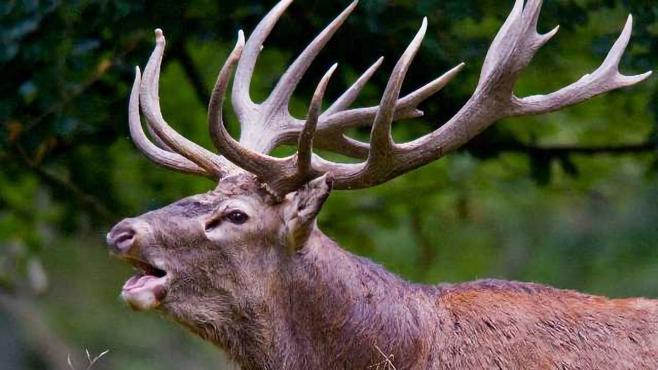 Pheromone Sensing is Way More Ancient Than We Thought