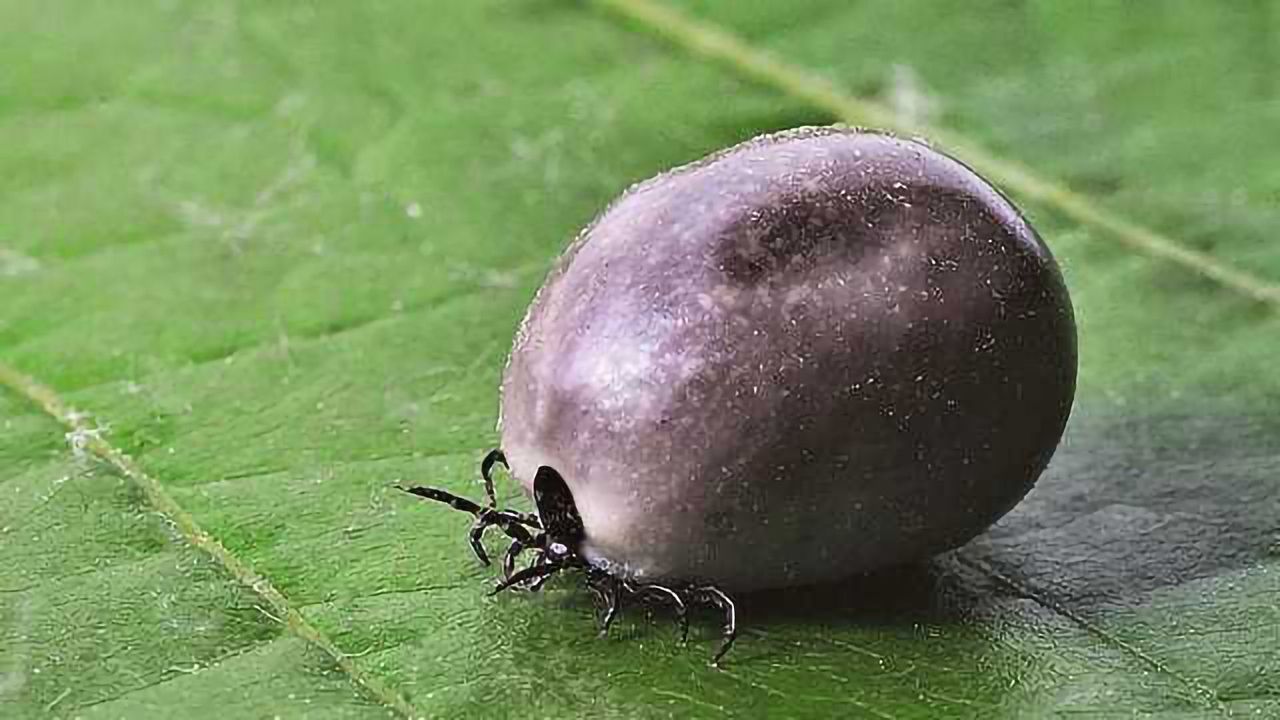 Direct Diagnostic Tests for Lyme Disease