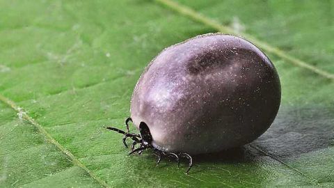 Direct Diagnostic Tests for Lyme Disease