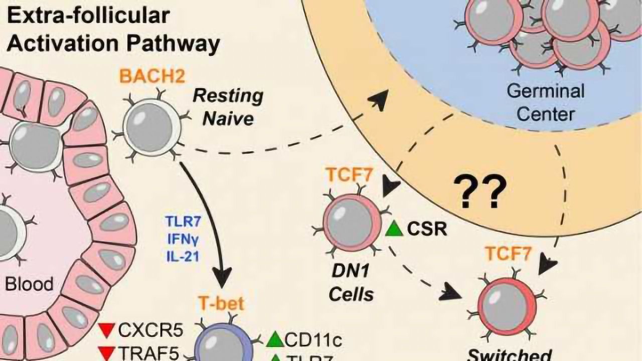 Missing Link in Lupus Illuminated