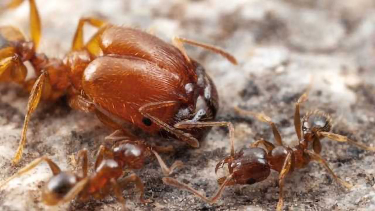 The Making of Soldier Ants
