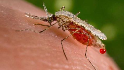 Fruit Fly Protein Could Help Tackle Disease-Carrying Mosquitos