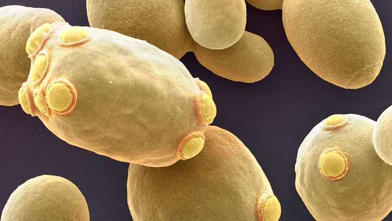 Yeast have Surprising Way of Clearing Infection