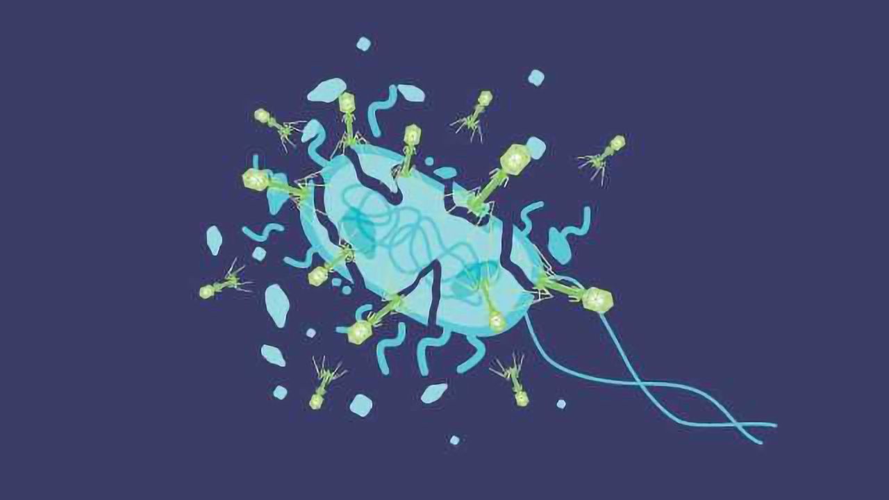 Understanding the Lytic Cycle – What Are the Steps?