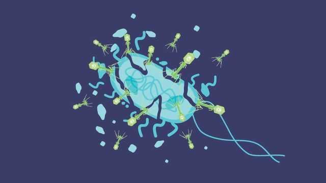 Lytic Cycle - Steps, Definition & Overview | Technology Networks