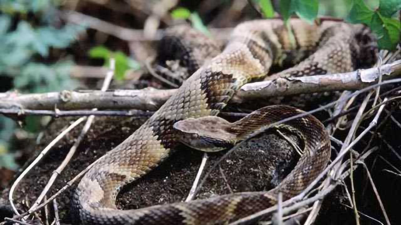 Plant Compound Has Therapeutic Effect on Complications from Snakebites