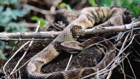 Plant Compound Has Therapeutic Effect on Complications from Snakebites