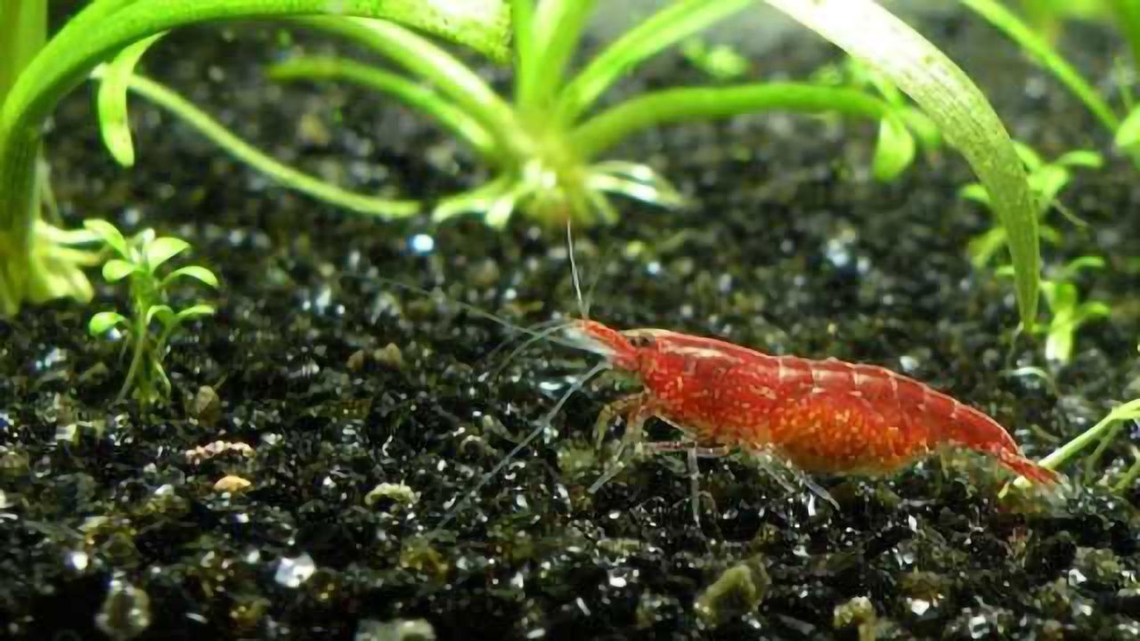 Winner found in Shrimp Talent Quest