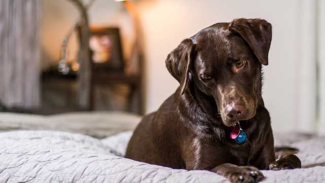 Scientists Chase Mystery of How Dogs Process Words
