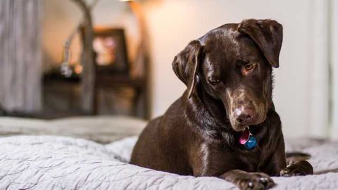 Scientists Chase Mystery of How Dogs Process Words