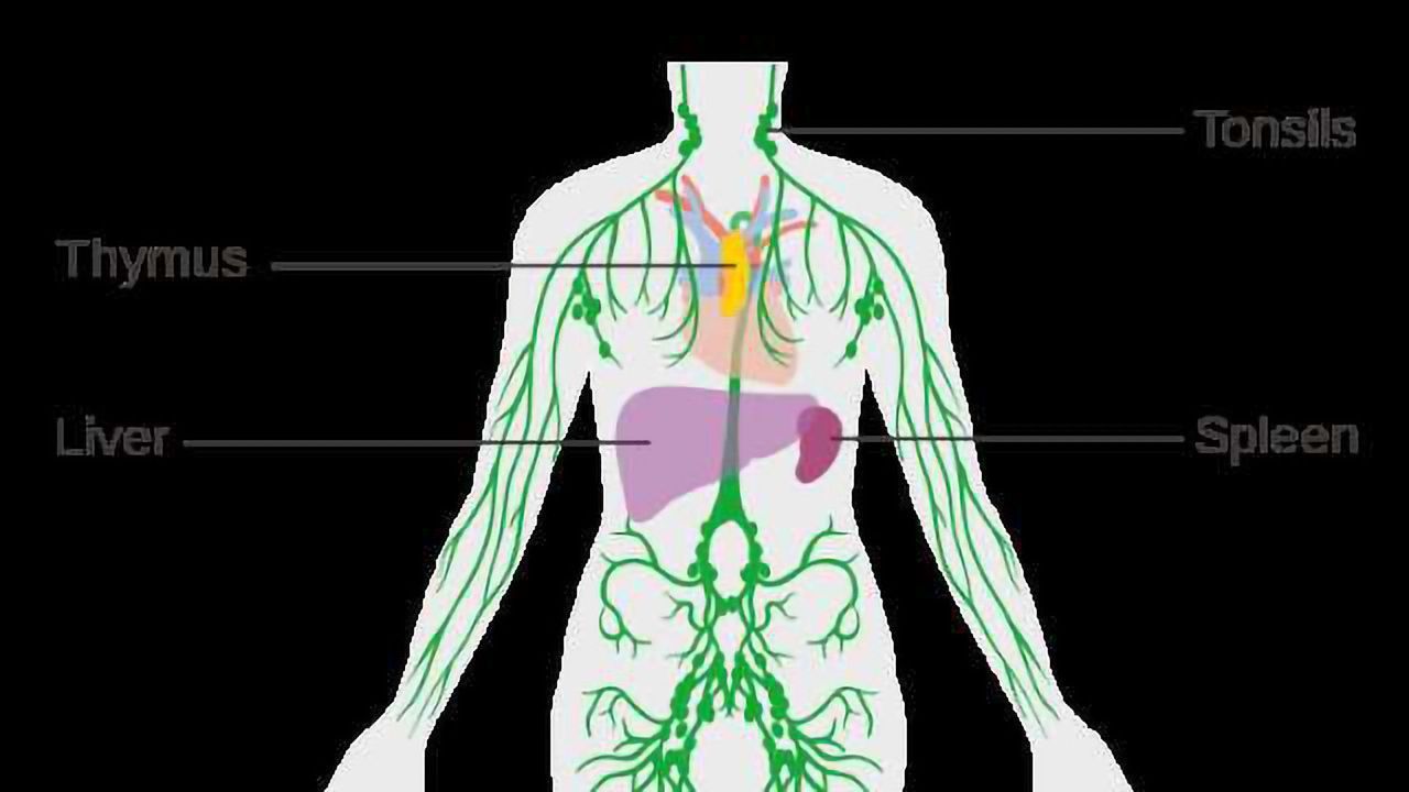 New Findings Cast Light on Lymphatic system, Key Player in Human Health