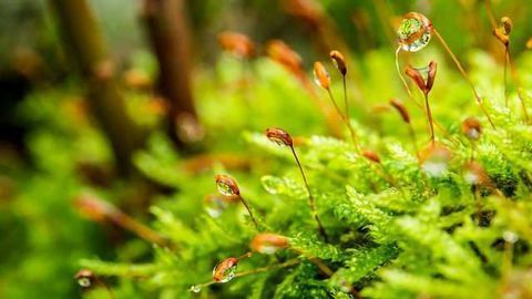 Pollutant Tracking Goes Back to Nature