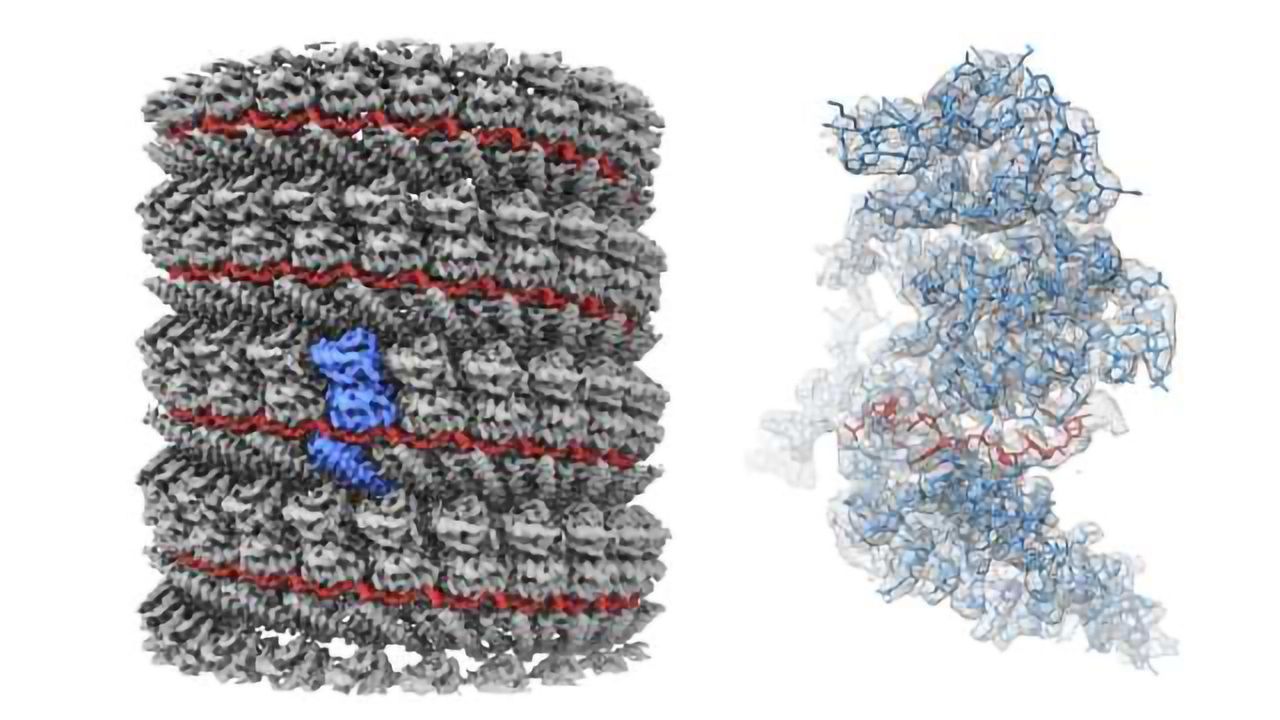 Clearest Ever Image of Ebola Virus Protein