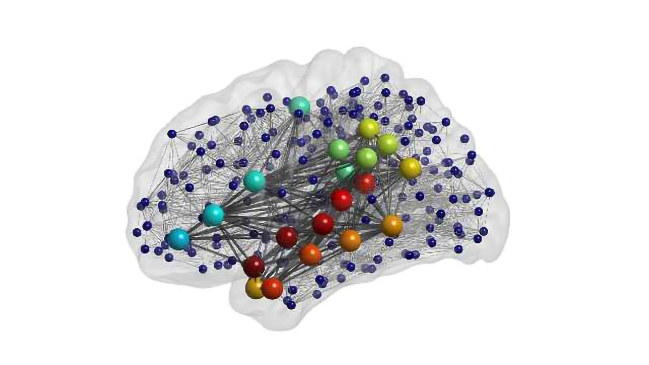 Simulated Brain Models Help Understand Language Ability | Technology Networks