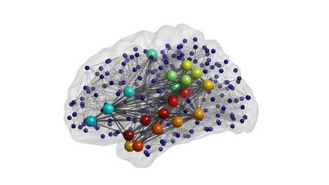 Simulated Brain Models Help Understand Language Ability