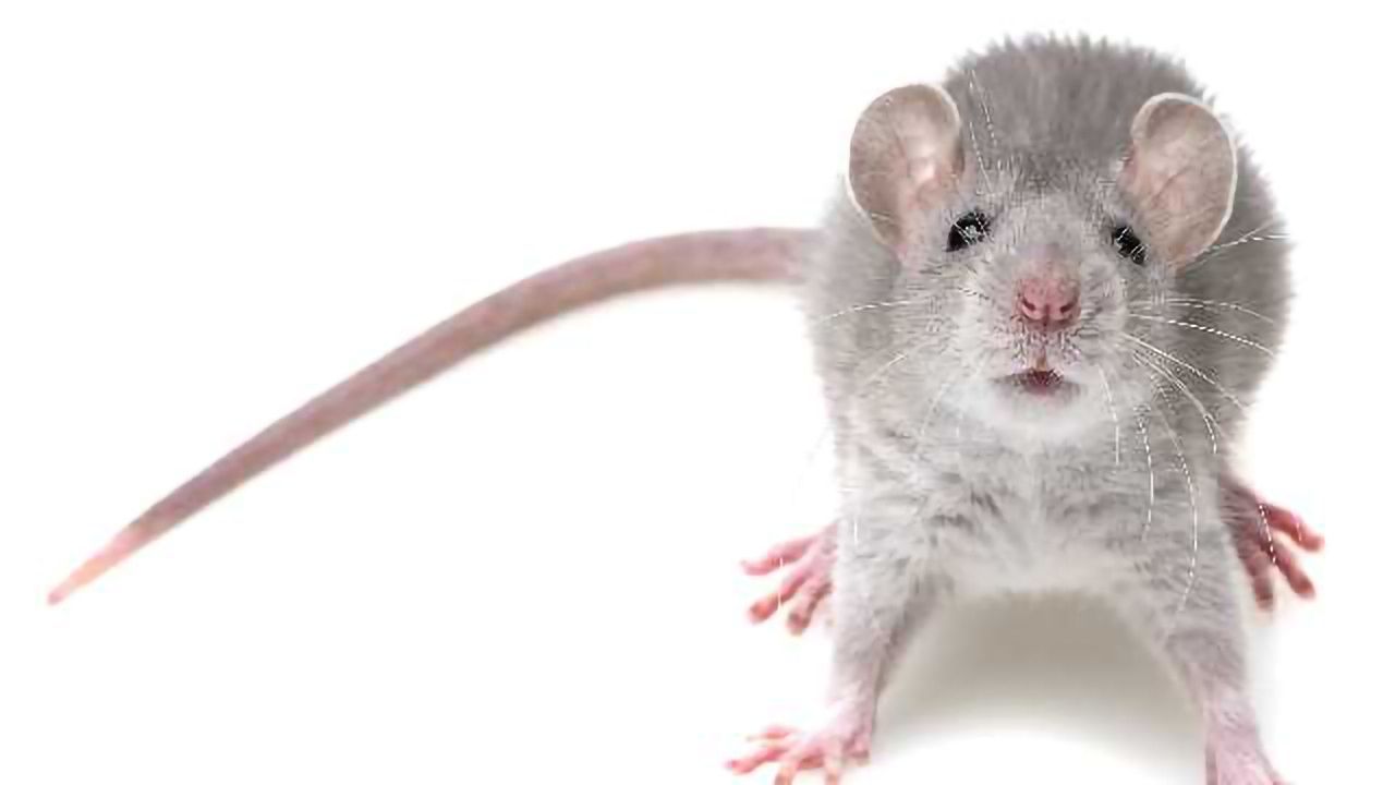 Choosing More Than Cheese: Mice Are Closer to Primates than Rats in Decision Making