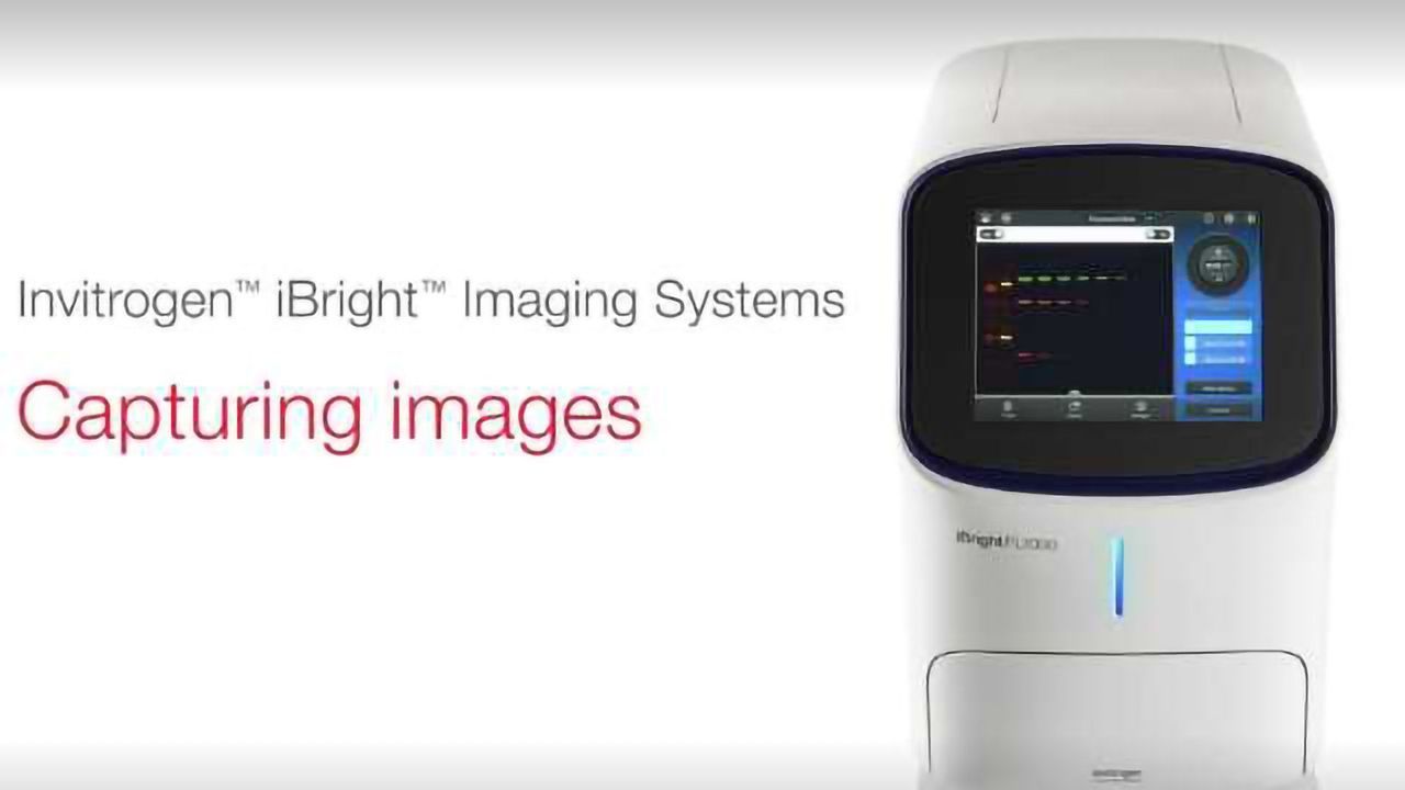 How to Capture Images with Invitrogen iBright Imaging Systems