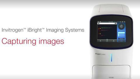 How to Capture Images with Invitrogen iBright Imaging Systems