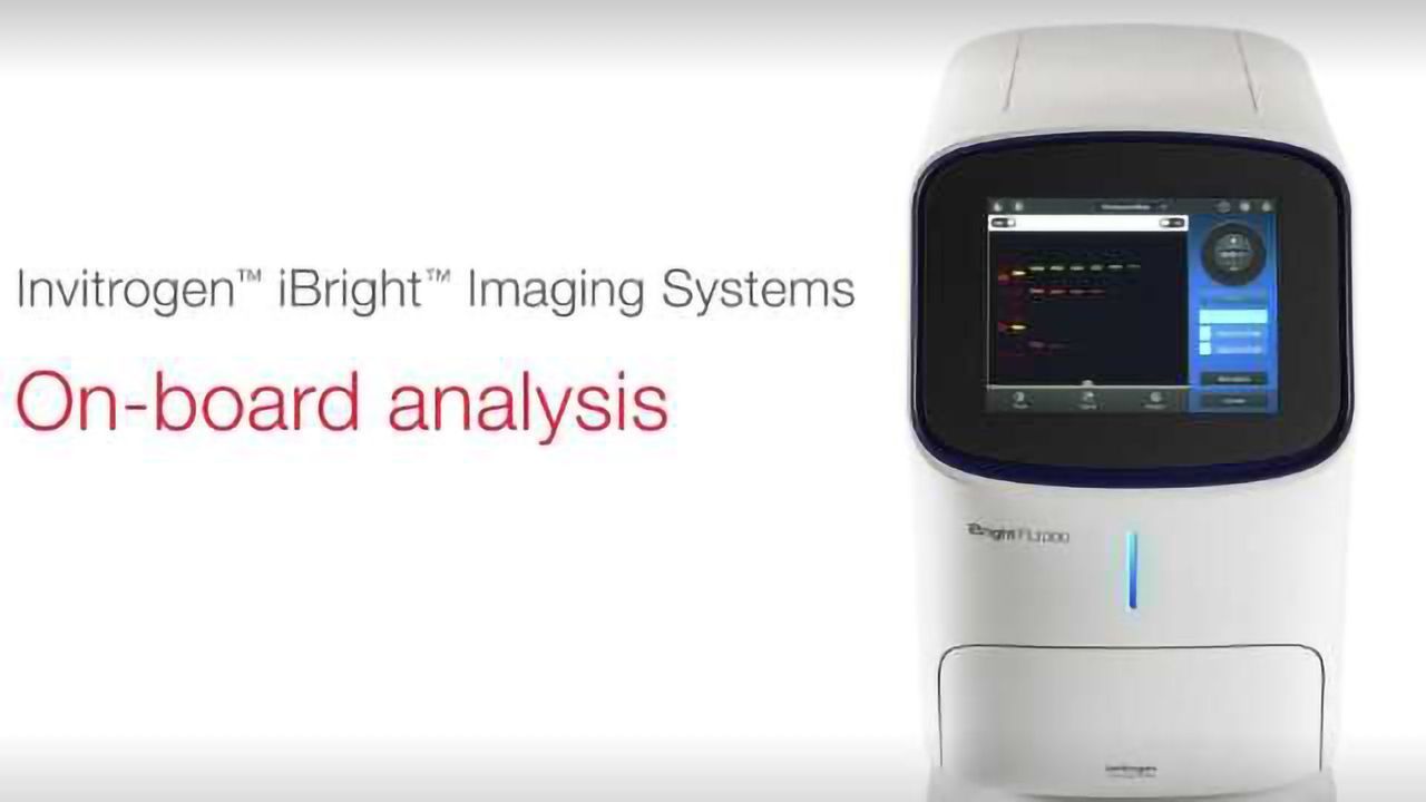 How to Analyze Images with Invitrogen iBright Imaging Systems